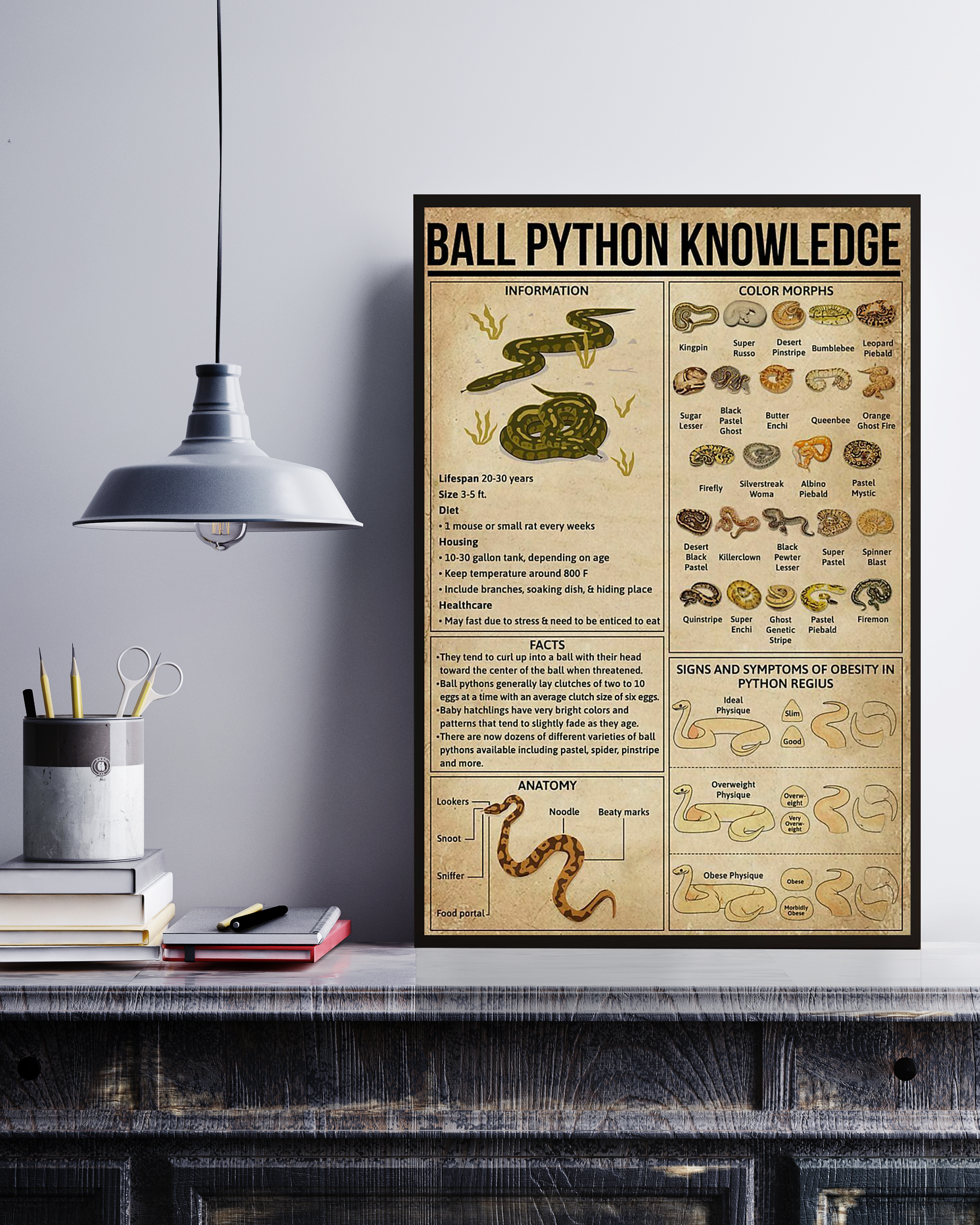 Ball Python Poster Portrait Knowledge Poster No Frame