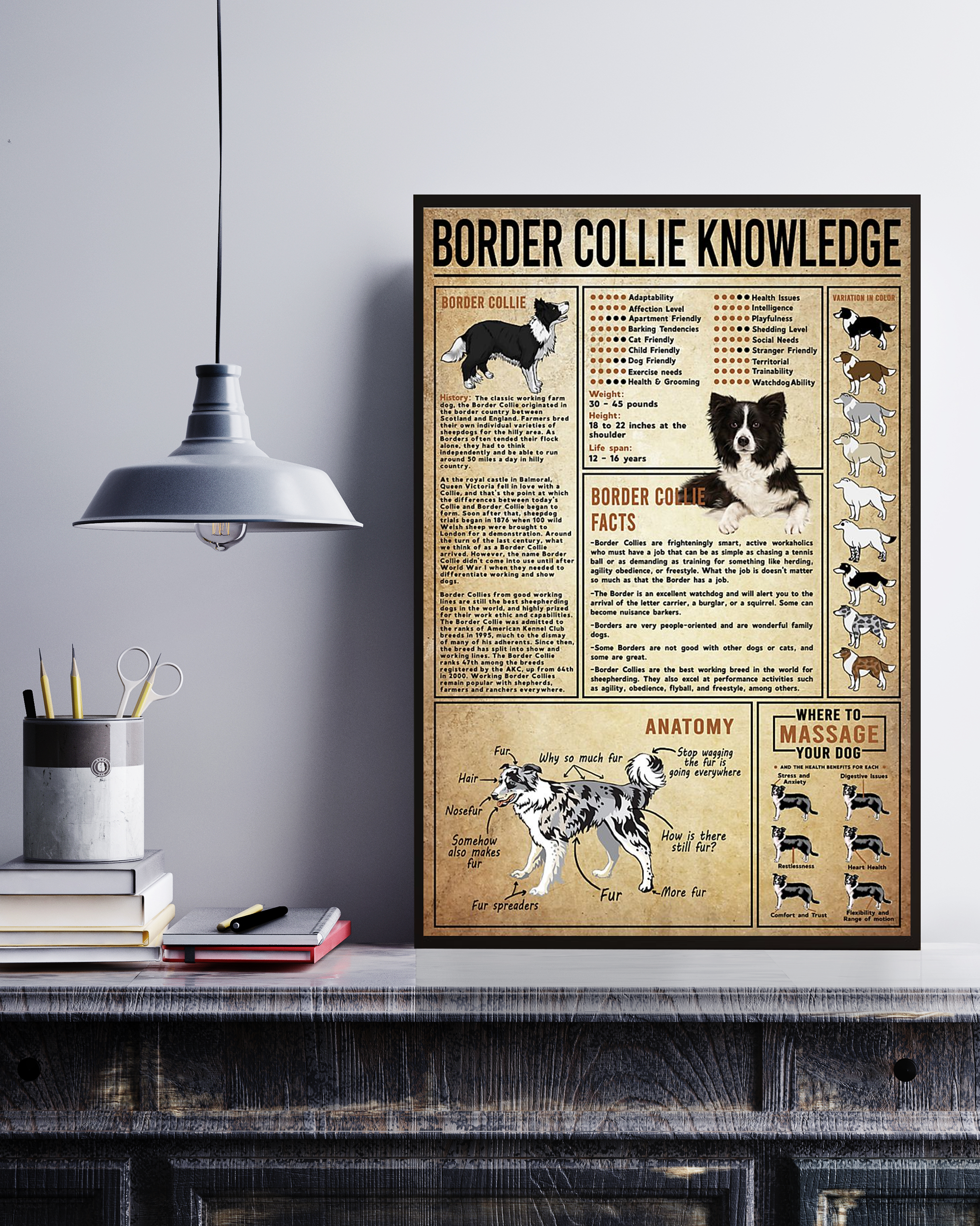 Border Collie Poster Portrait Knowledge Poster No Frame